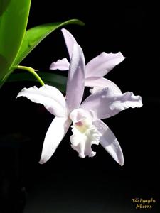 Laelia anceps