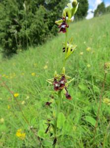 Ophrys insectifera