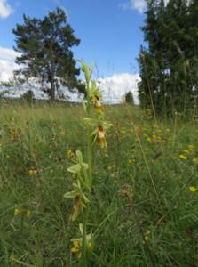 Ophrys insectifera