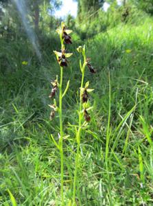 Ophrys insectifera