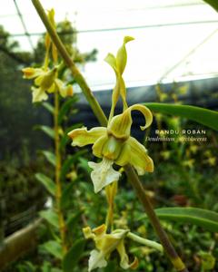 Dendrobium strebloceras