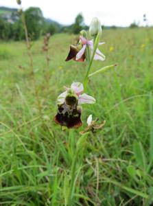 Ophrys fuciflora
