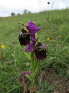 Ophrys fuciflora