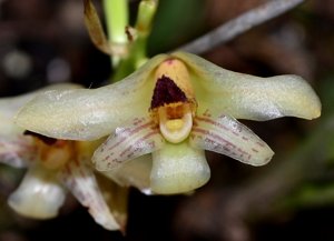 Xylobium variegatum