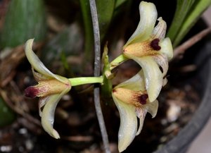 Xylobium variegatum