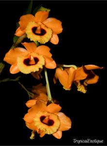 Dendrobium denneanum