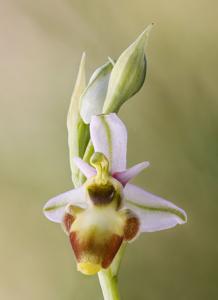 Ophrys scolopax subsp. scolopax