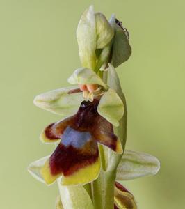 Ophrys insectifera subsp. aymoninii