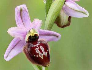Ophrys sphegodes subsp. aveyronensis
