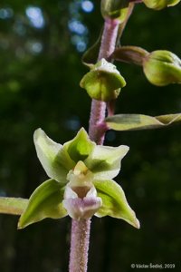 Epipactis purpurata