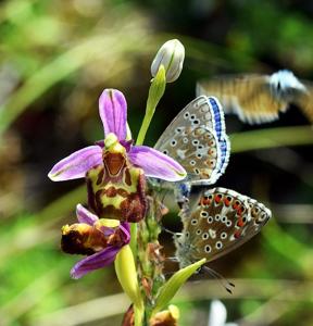 Ophrys holosericea subsp. holosericea