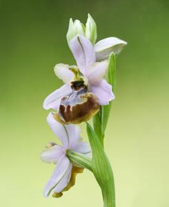 Ophrys sphegodes subsp. aveyronensis