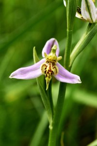Ophrys apifera