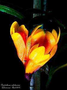 Dendrobium subclausum