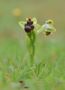 Ophrys bombyliflora