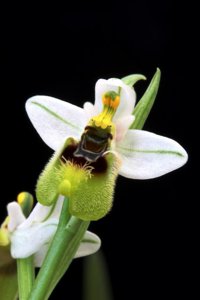 Ophrys tenthredinifera