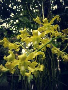 Dendrobium discolor var. broomfieldii