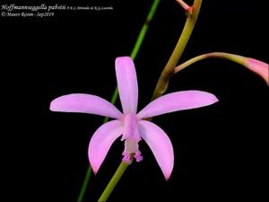 Cattleya pabstii
