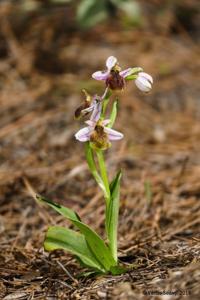 Ophrys argolica subsp. lucis