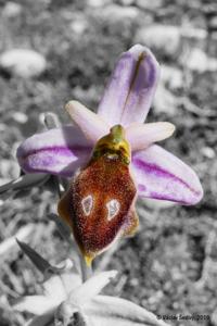 Ophrys argolica subsp. lucis