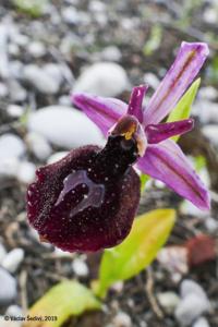 Ophrys ferrum-equinum