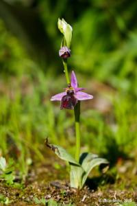 Ophrys ferrum-equinum