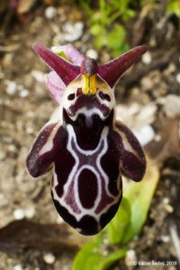 Ophrys cretica