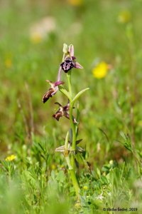 Ophrys cretica