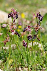 Ophrys cretica