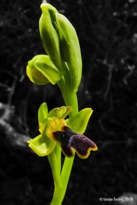 Ophrys fusca