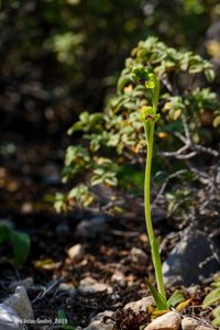 Ophrys fusca