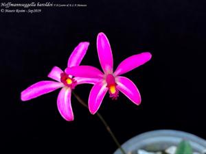Cattleya haroldoi