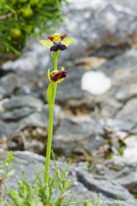 Ophrys fusca subsp. iricolor