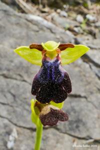 Ophrys fusca subsp. iricolor
