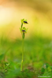 Ophrys lutea subsp. lutea