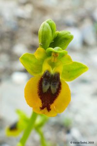 Ophrys lutea subsp. lutea