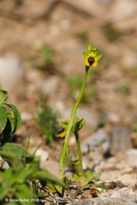 Ophrys lutea subsp. lutea