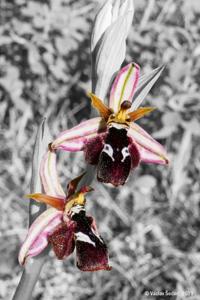 Ophrys reinholdii subsp. reinholdii