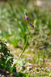 Ophrys scolopax subsp. cornuta