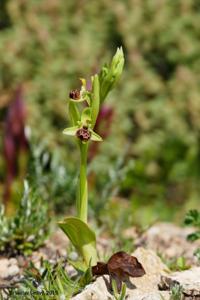 Ophrys scolopax subsp. rhodia
