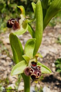 Ophrys scolopax subsp. rhodia
