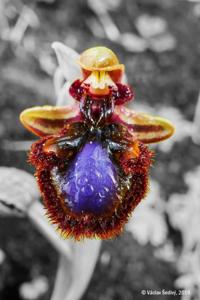 Ophrys bertolonii