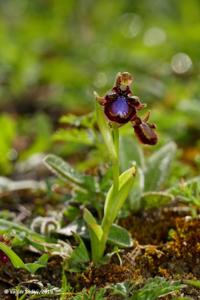 Ophrys bertolonii