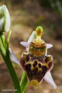 Ophrys umbilicata