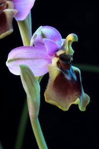Ophrys tenthredinifera