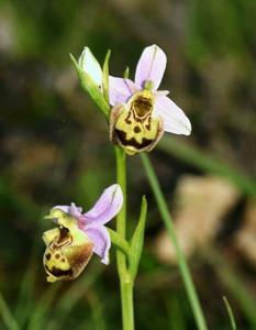 Ophrys holosericea subsp. holosericea