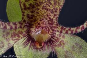 Trichoceros antennifer