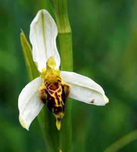 Ophrys apifera