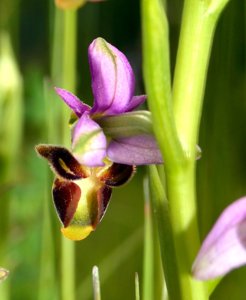 Ophrys scolopax