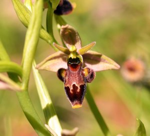 Ophrys scolopax